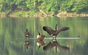 photo of geese at Lake Needwood