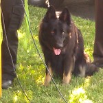 photo of Officer Gamard's dog Quest saved by Eva Soderstrom