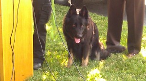 photo of Officer Gamard's dog Quest saved by Eva Soderstrom