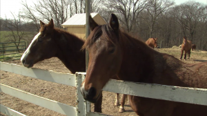 photo of horses at fence on farm