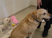 Just Puppies in Rockville Charged with Violating Puppy Mill Act photo of two dogs at animal shelter