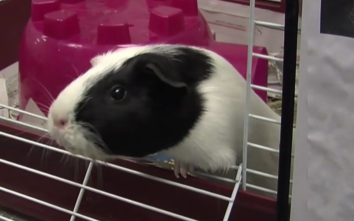 photo of guinea pig Squeaks