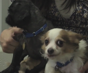 photo of two small dogs