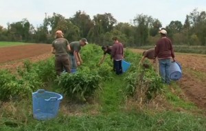 photo of farm workers picking crops