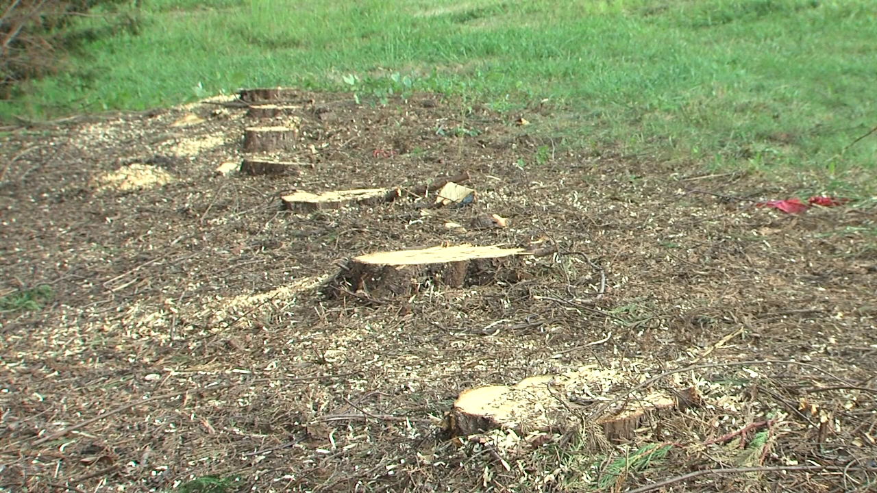 photo of tree stumps