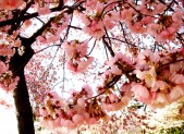 Pink, gorgeous cherry blossoms (c) Diana Belchase