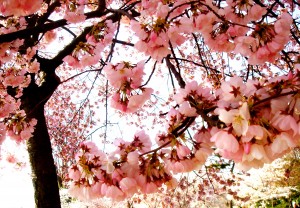 Pink, gorgeous cherry blossoms (c) Diana Belchase