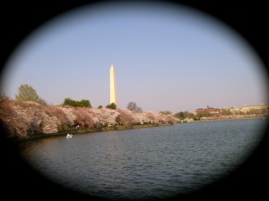 The Washington Monument surrounded by blooming cherry trees. (c) Diana Belchase