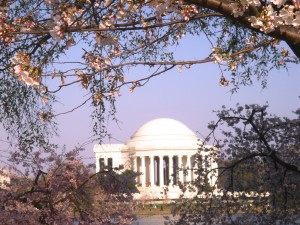 The Jefferson Monument at Cherry Blossom time (c) Diana Belchase