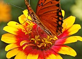 red butterfly yellow flower