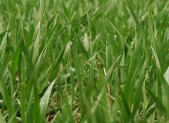 Grass Close Up 450x280