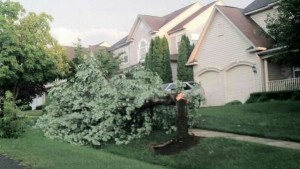 Strong storms downed this tree in Germantown last night. 