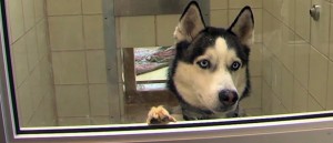 Dog in Shelter 885x380