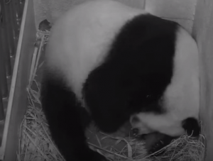 Mei Xiang Giving Birth to Second Cub Aug. 22 at 10 07 p.m.   YouTube