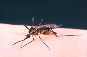Aedes triseriatus mosquito PHOTO | CDC/ Robert S. Craig