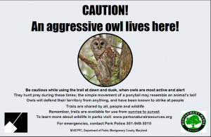 Aggressive Owl_10-15-15