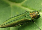 Emerald Ash Borer beetle 2