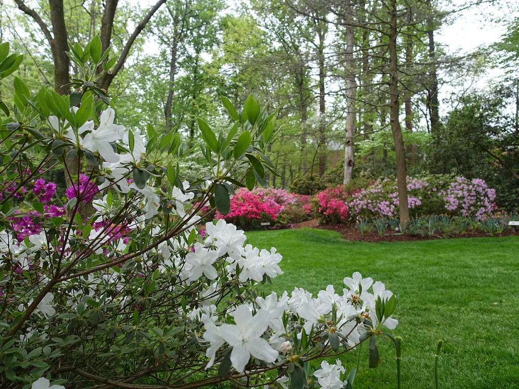 Azalea Festival at Landon School (PHOTOS) Montgomery Community Media