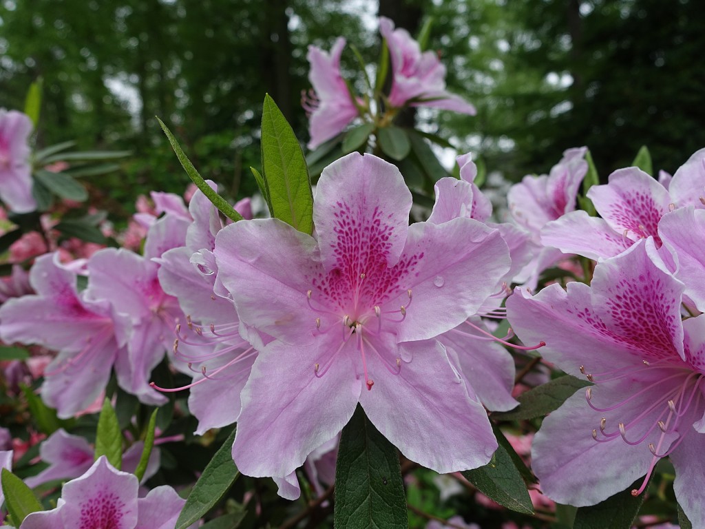 Azalea Festival at Landon School (PHOTOS) Montgomery Community Media