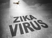 Zika virus risk symbol as the shadow of a disease carrying mosquito forming text that represents the danger of transmitting infection through bug bites resulting in zika fever.