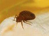 Bed Bug iStock_000054168464_Large