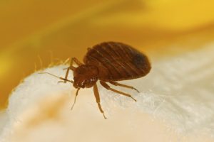 Bed Bug iStock_000054168464_Large