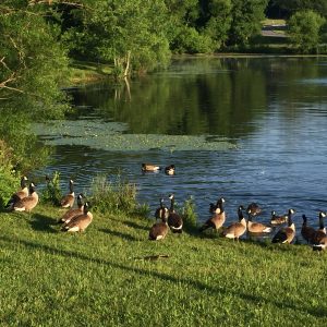 Canade Geese for featured image