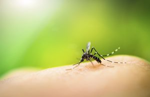 Mosquito istock