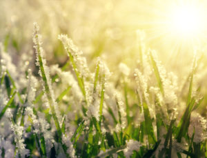 frost istock Frozen grass at sunrise close up.