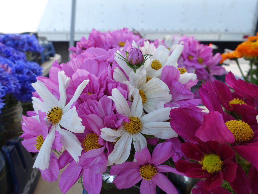 Cabin John Shopping Center Adds Farmers Market (PHOTOS) Montgomery