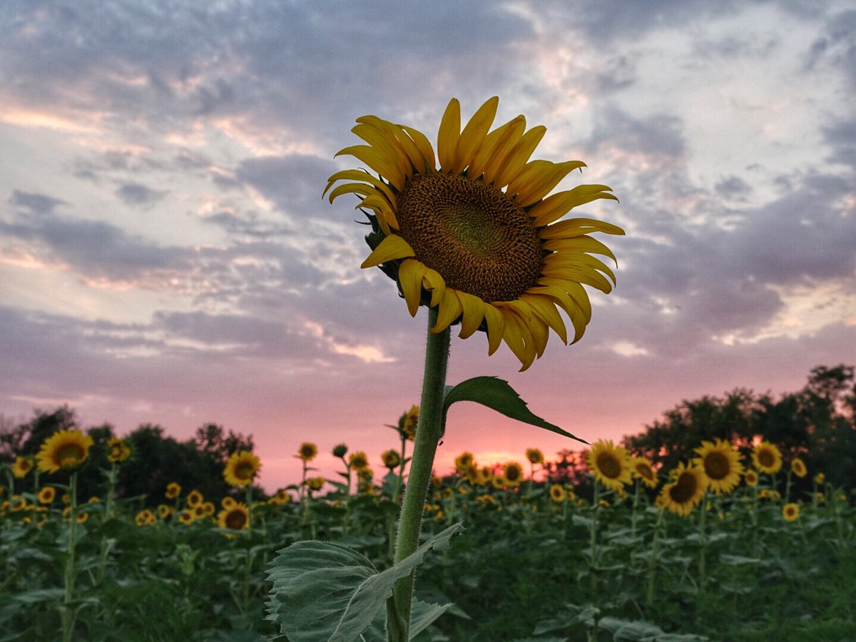 Updated Acres Of Sunflowers Are Blooming In Poolesville This Week Montgomery Community Media