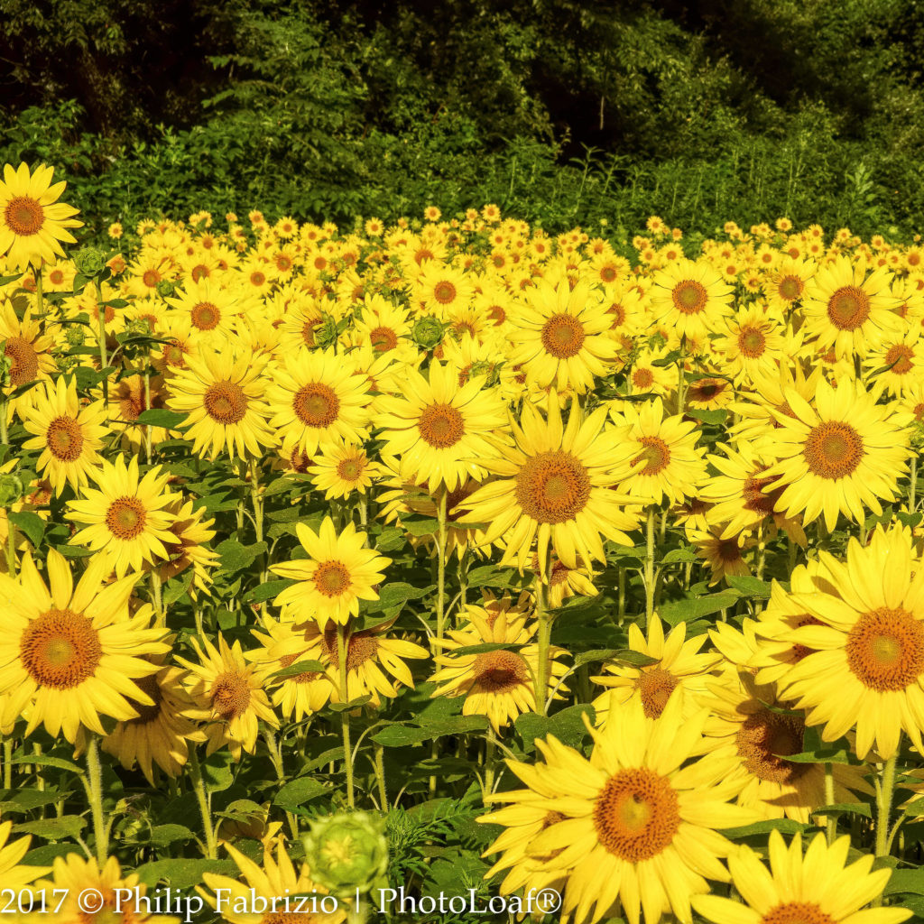 Fields of Gold in Poolesville (PHOTOS) Montgomery Community Media