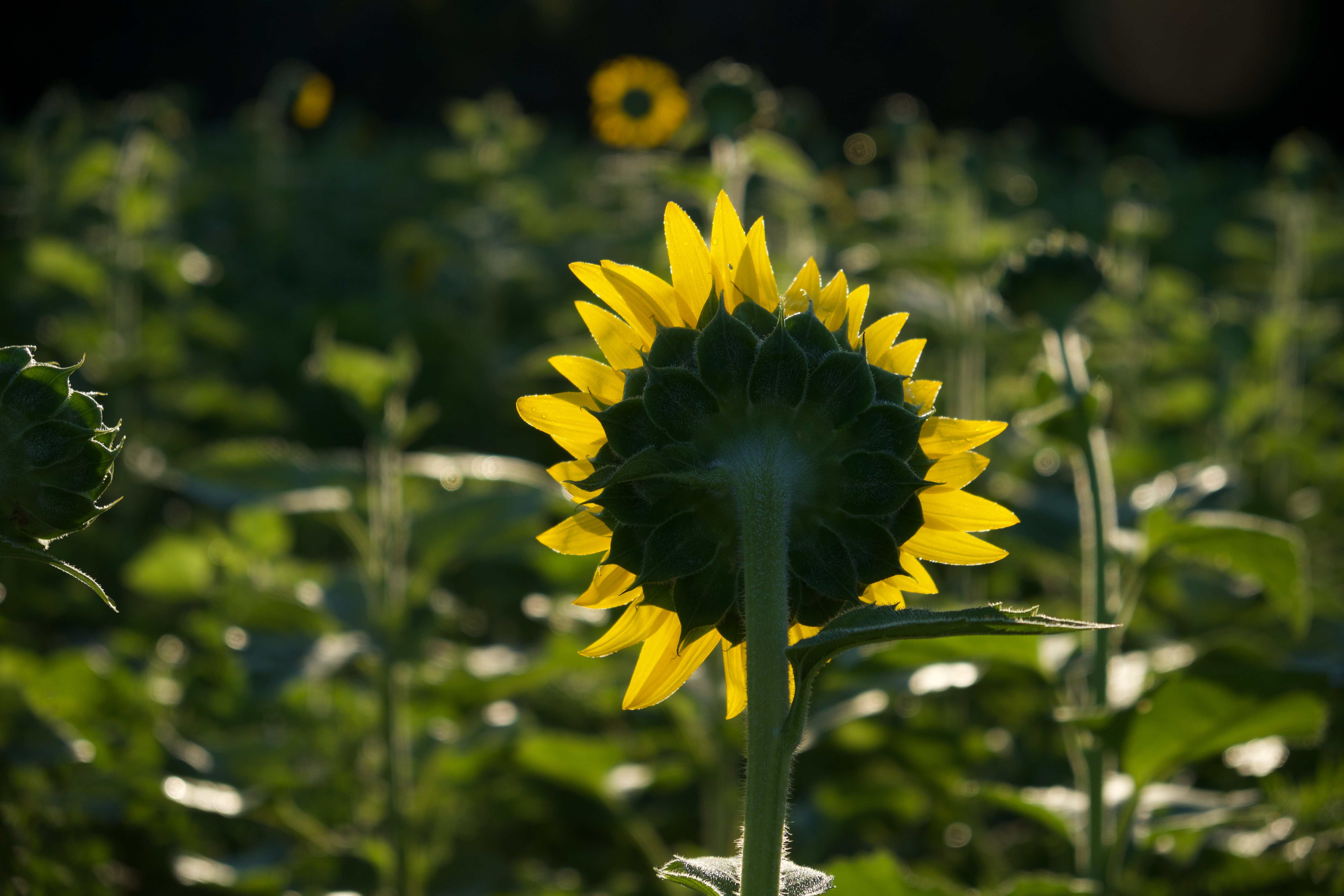 Instagram Sunflower Field Photoshoot Outfit