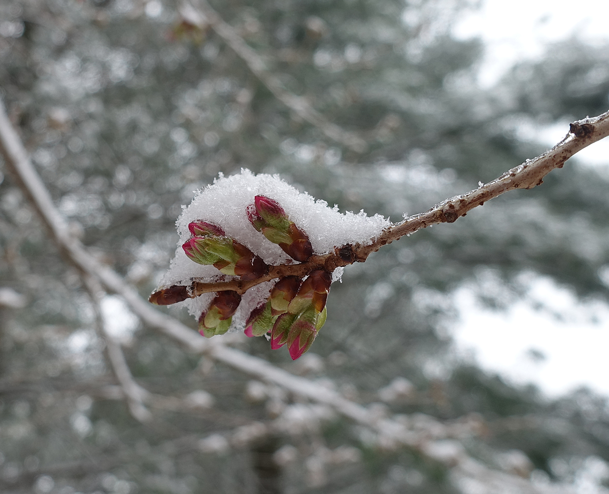 Snow Covered Cherry Blossom Buds Left Facing On March 21 18 Potomac Yoshino Cherry Tree Montgomery Community Media