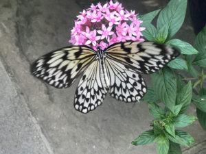 The Wings of Fancy Live Butterfly and Caterpillar Exhibit