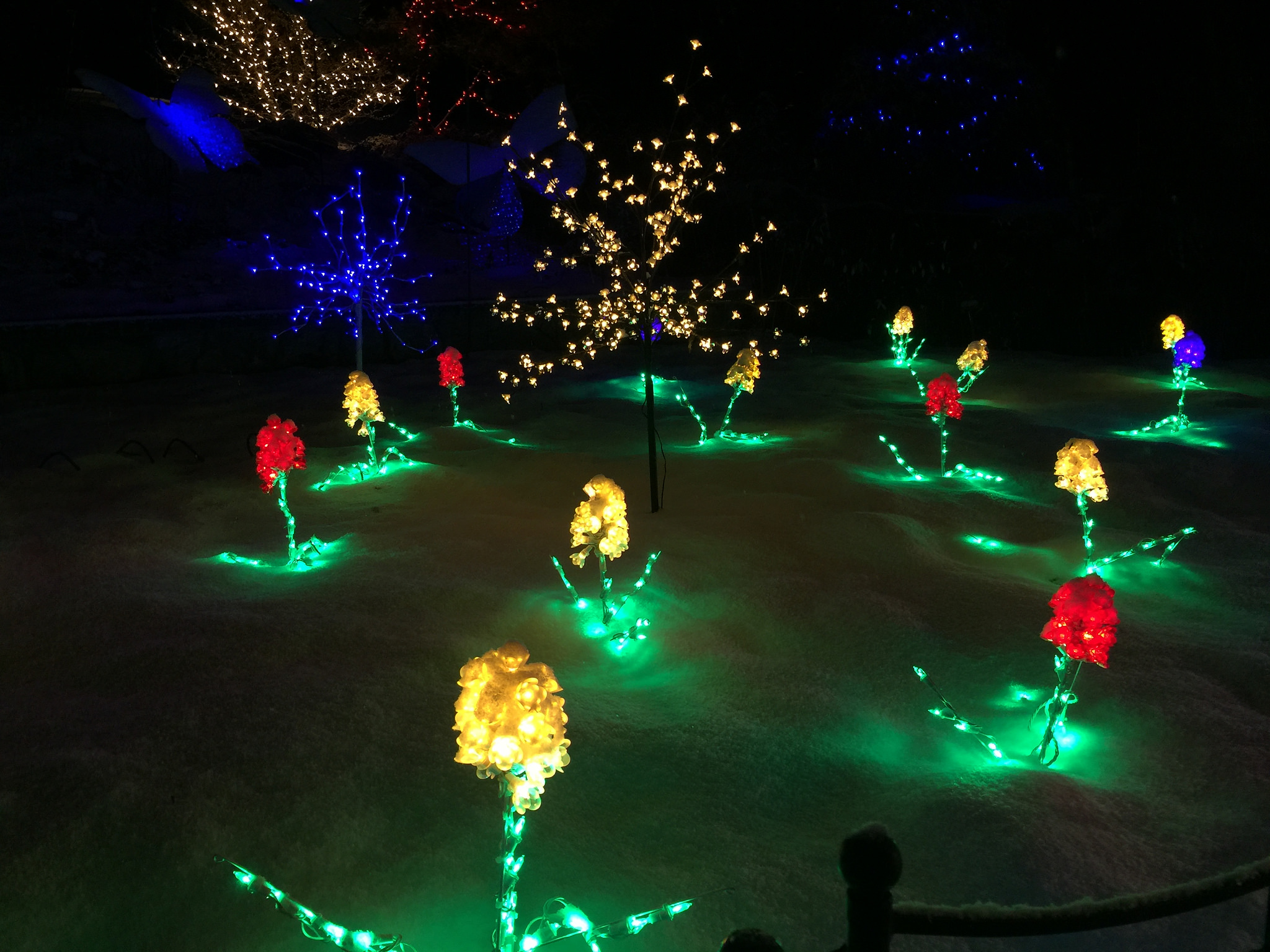 Brookside Gardens Light Display In Wheaton In Its 20th Year