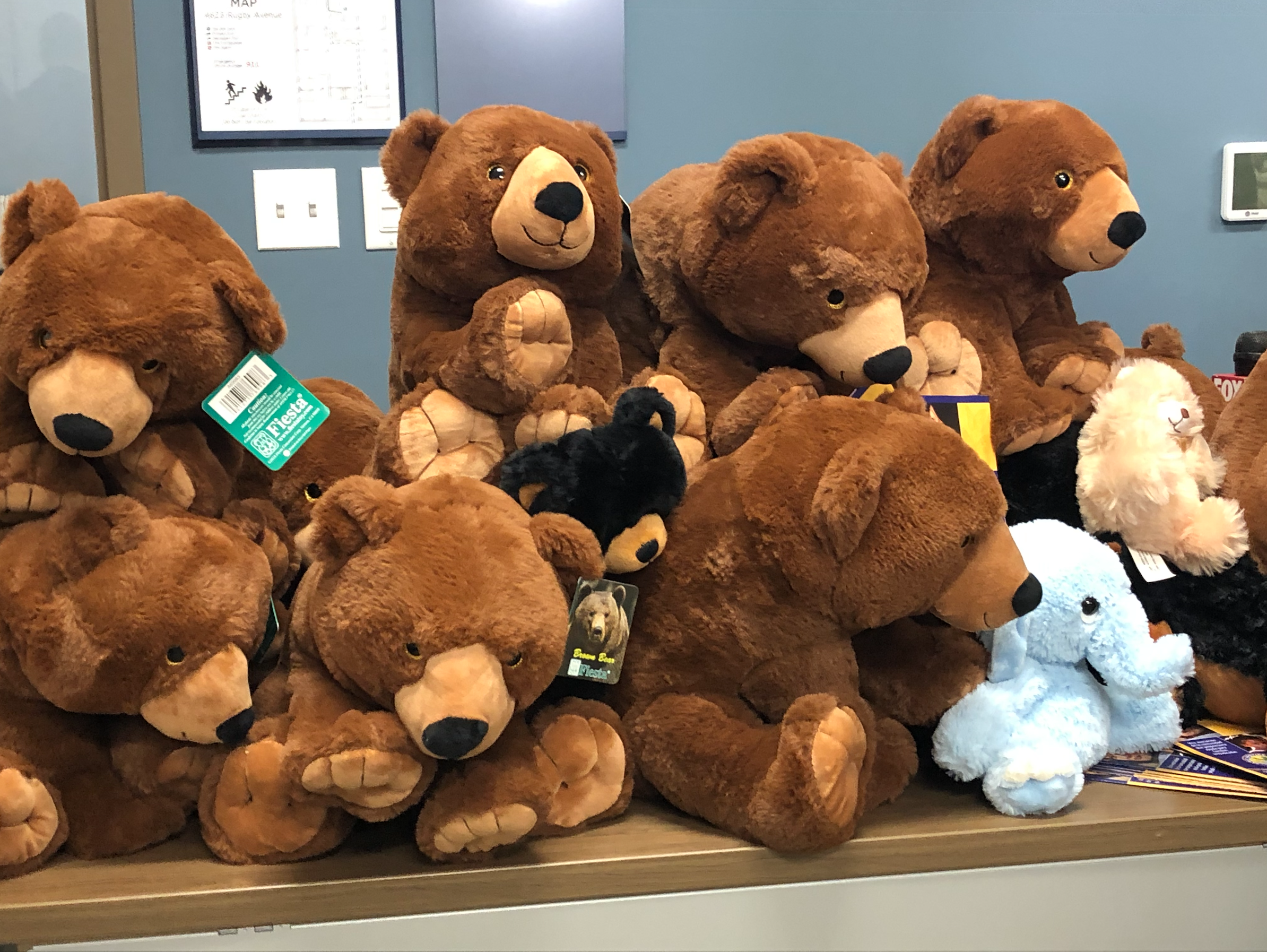 where to get teddy bears