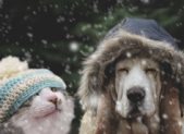 Kitten and dog in winter cap.