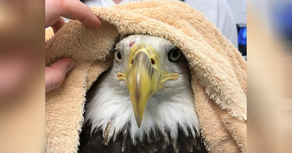 Facebook Image Bald Eagle Rescued From Train Tracks Montgomery Community Media