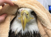 Featured Image - Bald Eagle Rescued from Train Tracks