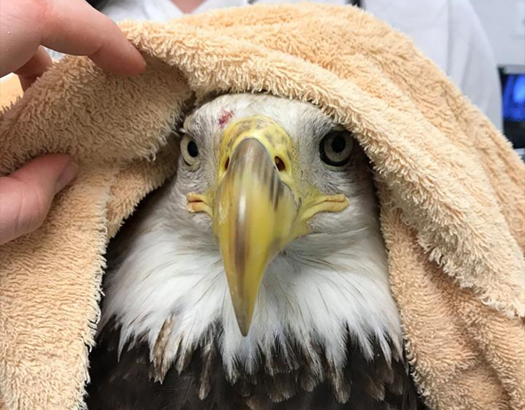 Injured Bald Eagle To Be Euthanized | Montgomery Community Media