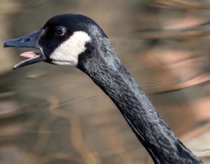 Geese Gone Wild Pedestrian Bitten By Goose