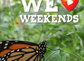 We Love Weekends Butterfly WLW_23_WEB