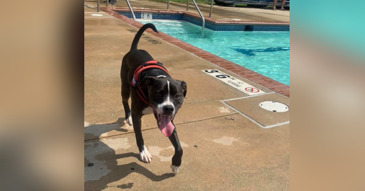 End of Summer Pool Parties a Real Treat For Dogs | Montgomery Community