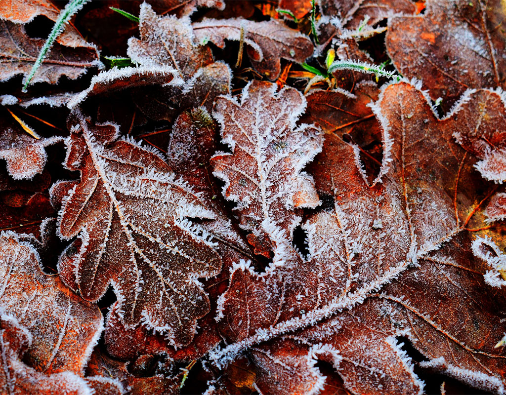 What Temperature Creates Frost On Plants