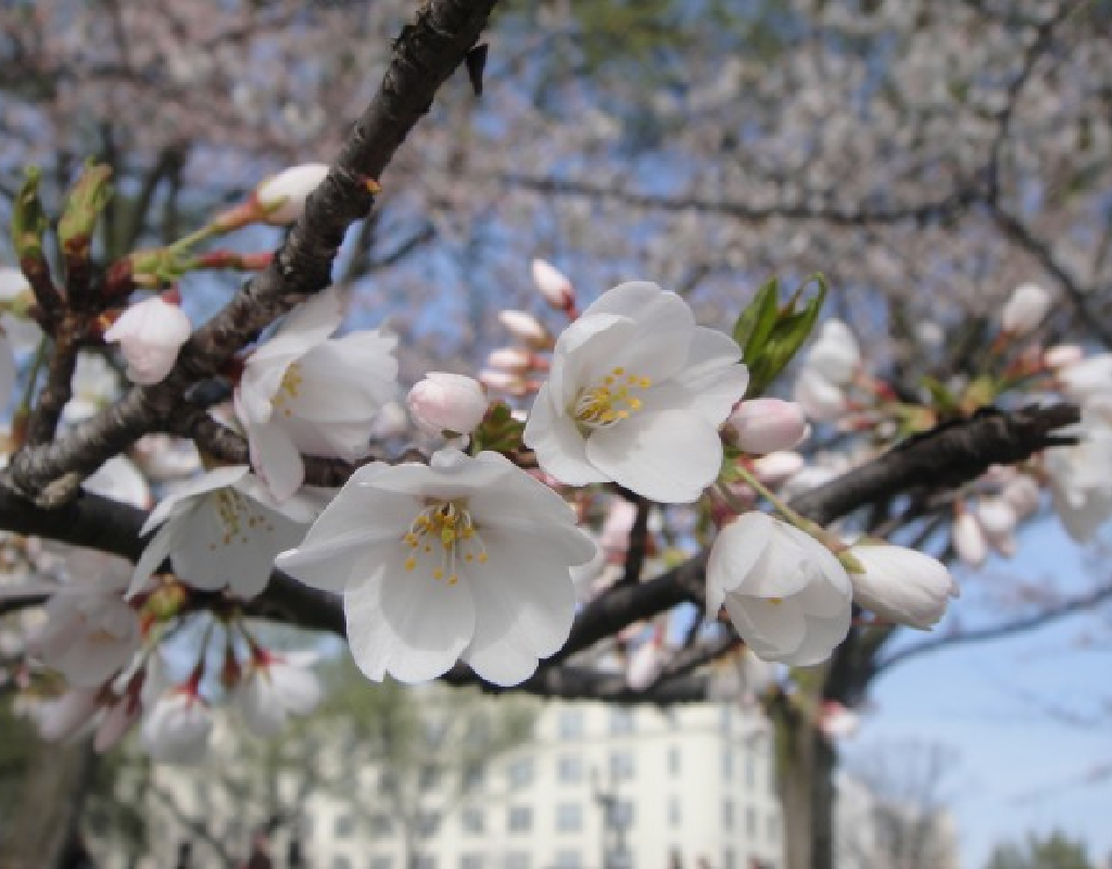 Warm Winter Leads To Potential Early Cherry Blossom Bloom Montgomery Community Media