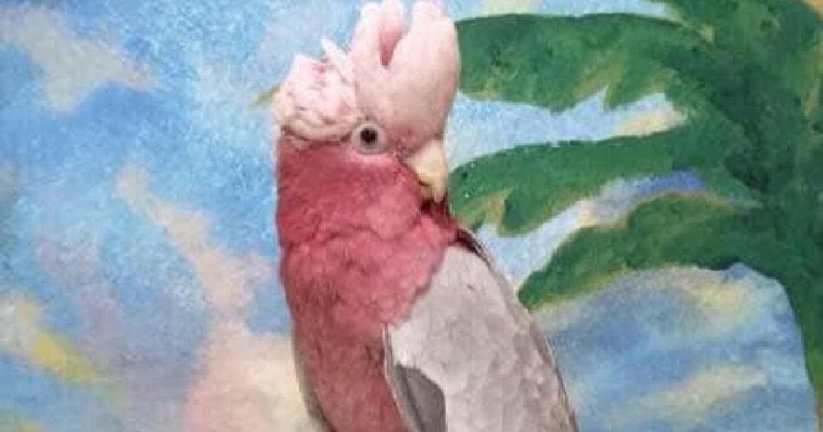 Wilson Parrot Foundation in Damascus is Missing Cockatoo Montgomery