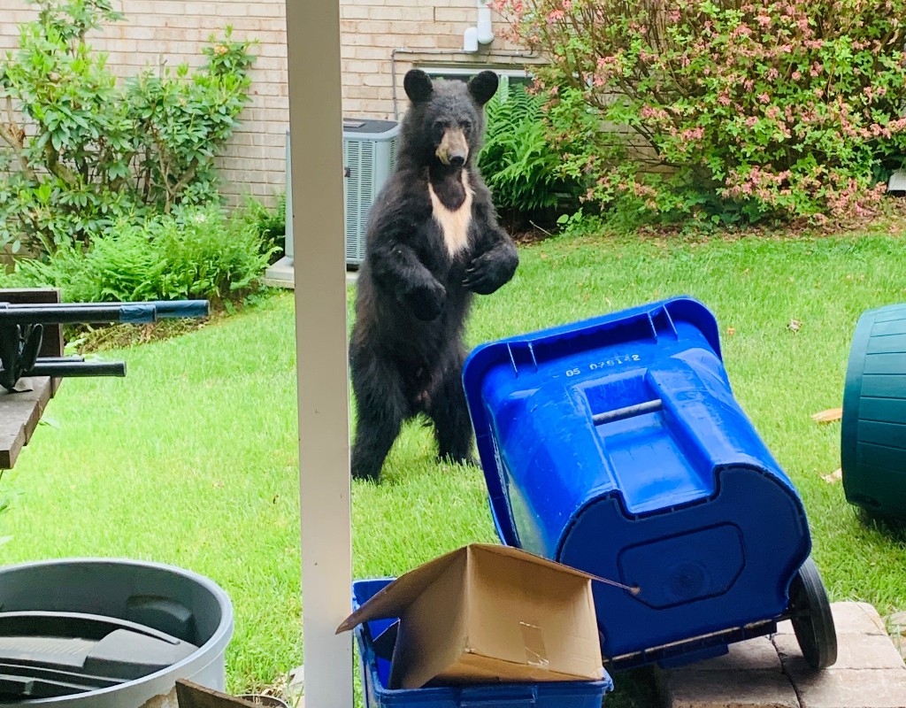 see-photos-of-black-bear-spotted-in-colesville-montgomery-community-media