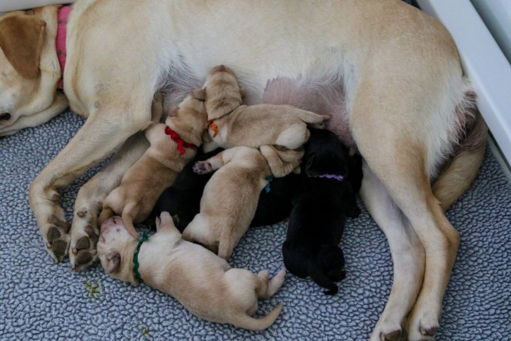 warrior canine connection live puppy cam