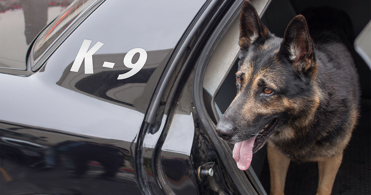 petition-calls-for-end-of-police-k9-unit-in-takoma-park-montgomery